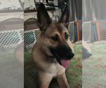 Small Photo #3 German Shepherd Dog-Unknown Mix Puppy For Sale in Lake Forest, CA, USA