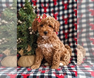 Goldendoodle (Miniature) Puppy for sale in NOTTINGHAM, PA, USA