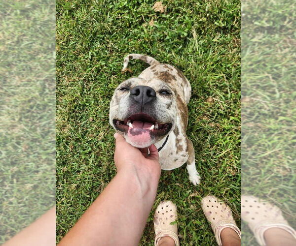 Medium Photo #5 Catahoula Leopard Dog Puppy For Sale in garner, NC, USA