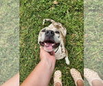 Small #4 Catahoula Leopard Dog