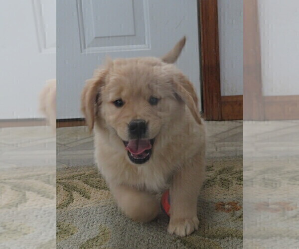Medium Photo #15 Golden Retriever Puppy For Sale in MECHANICSVILLE, MD, USA