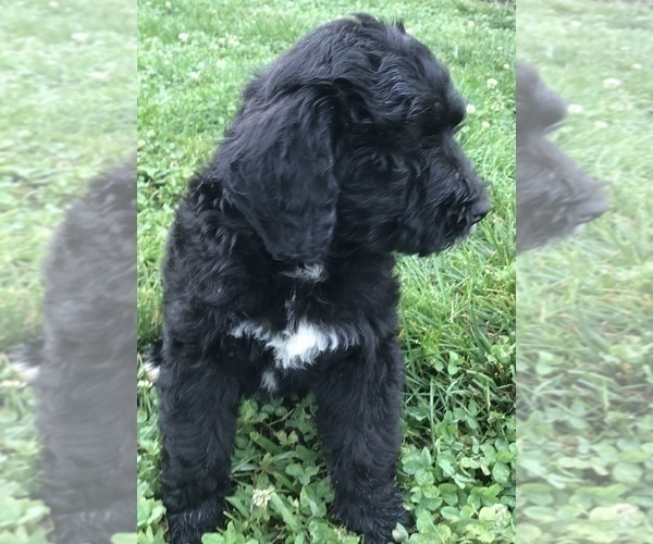 Medium Photo #6 Bernedoodle Puppy For Sale in BOWLING GREEN, KY, USA