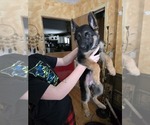 Small Photo #78 German Shepherd Dog Puppy For Sale in LA FAYETTE, NY, USA