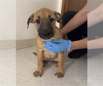 Small #2 American Pit Bull Terrier Mix
