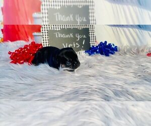 French Bulldog Puppy for sale in HUDSON, CO, USA