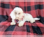 Small #4 Cockapoo (Miniature)