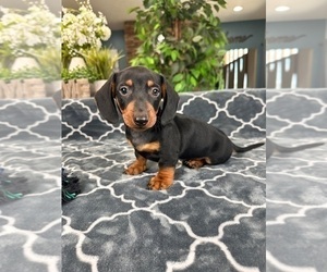 Dachshund Puppy for sale in GREENFIELD, IN, USA