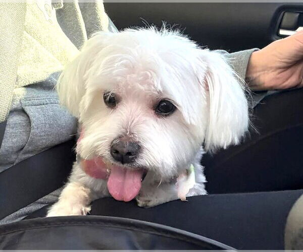 Medium Photo #2 Maltese Puppy For Sale in Boonton, NJ, USA