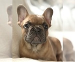 ADORABLE ARCHIE - Male French Bulldog Puppy for Sale - Photo #4
