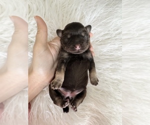 Schnauzer (Miniature) Puppy for sale in CALABASAS, CA, USA