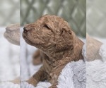 Small #1 Poodle (Standard)