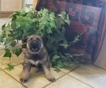 Small Photo #2 German Shepherd Dog Puppy For Sale in BARNETT, MO, USA