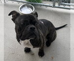 Small Photo #3 Bulldog-Unknown Mix Puppy For Sale in Raleigh, NC, USA