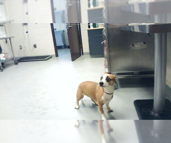 Medium Photo #1 Mutt Puppy For Sale in Fayetteville, NC, USA