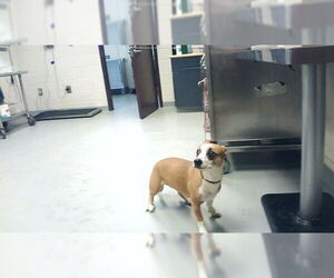 Mutt Dogs for adoption in Fayetteville, NC, USA