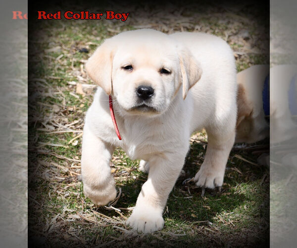 Medium Photo #1 Labrador Retriever Puppy For Sale in HAMILTON, MT, USA