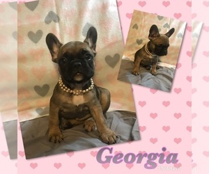 French Bulldog Puppy for sale in WEBB CITY, MO, USA