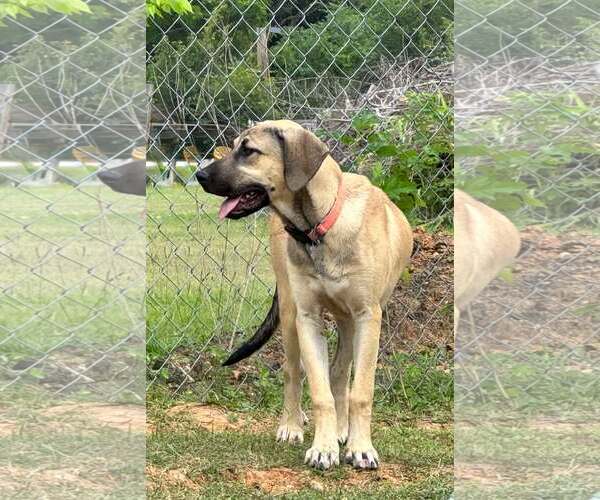 Medium Photo #29 Anatolian Shepherd-Rhodesian Ridgeback Mix Puppy For Sale in Higley, AZ, USA