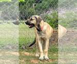 Small #28 Anatolian Shepherd-Rhodesian Ridgeback Mix