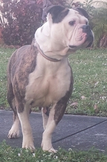 American Bulldog Puppy for sale in HOLLYWOOD, FL, USA
