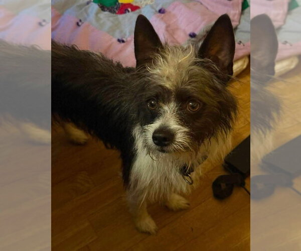 Medium Photo #3 Mutt Puppy For Sale in Alexander, AR, USA