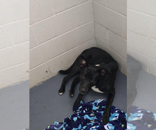 Medium Photo #3 Border Collie-Unknown Mix Puppy For Sale in Evansville, IN, USA