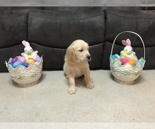 Medium Photo #7 Golden Retriever Puppy For Sale in WEBSTER CITY, IA, USA