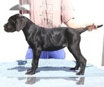 Small #4 Cane Corso