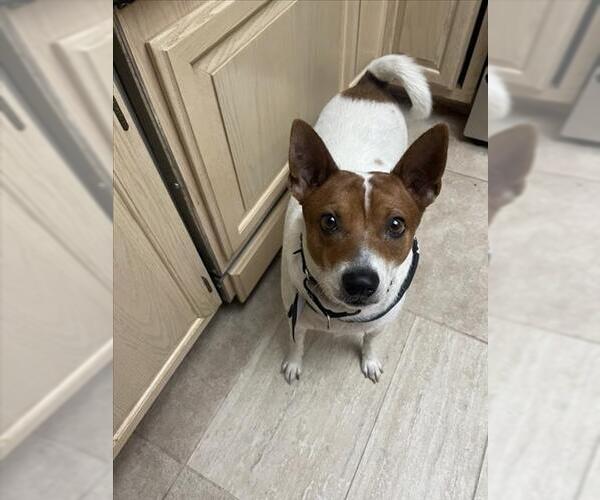 Medium Photo #2 Basenji-Unknown Mix Puppy For Sale in Las Vegas, NV, USA
