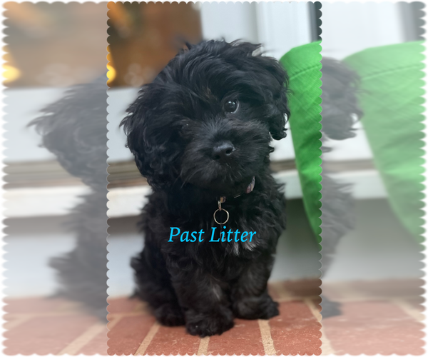Medium Photo #5 Cavapoo Puppy For Sale in LEICESTER, NC, USA
