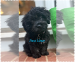 Small Photo #5 Cavapoo Puppy For Sale in LEICESTER, NC, USA