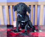 Small #2 Mutt