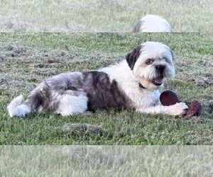 Shih Tzu-Unknown Mix Dogs for adoption in Cranston, RI, USA