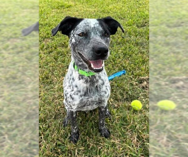 Medium Photo #9 Mutt Puppy For Sale in San Leon, TX, USA