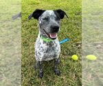Small #8 Mutt