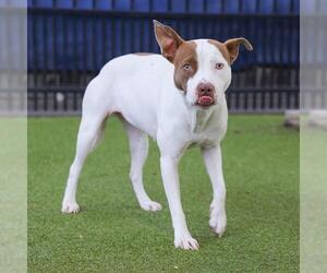 American Pit Bull Terrier-Unknown Mix Dogs for adoption in Waco, TX, USA