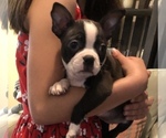 Small Photo #12 Boston Terrier Puppy For Sale in SYLMAR, CA, USA
