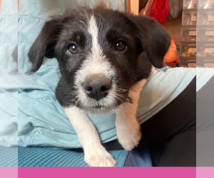 Border-Aussie Puppy for sale in CAMARILLO, CA, USA