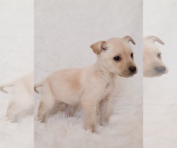 Medium Photo #11 Australian Retriever Puppy For Sale in McDonough, GA, USA