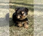 Small #4 Yorkshire Terrier