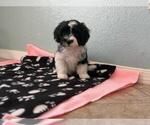 Small #2 Havanese