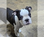 Small #1 Boston Terrier