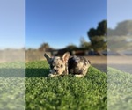 Small #7 French Bulldog