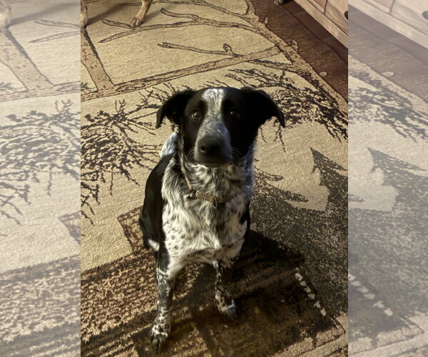 Medium Photo #5 Mutt Puppy For Sale in Garden City, NY, USA