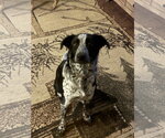 Small Photo #5 Mutt Puppy For Sale in Garden City, NY, USA