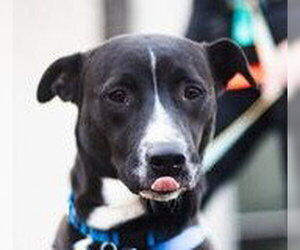 Mutt Dogs for adoption in Canton, CT, USA