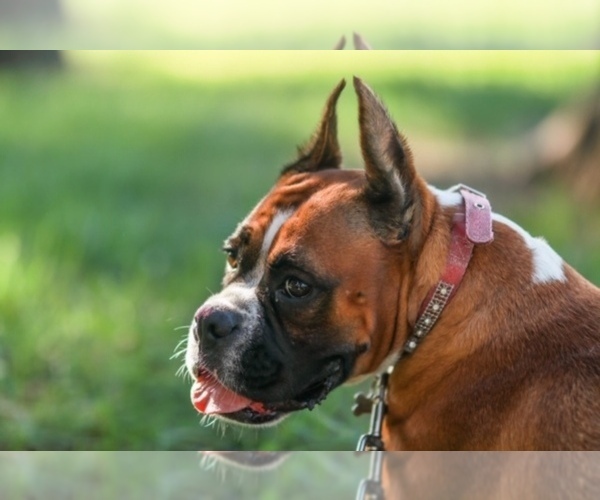 Medium Photo #1 Boxer Puppy For Sale in KANSAS CITY, MO, USA