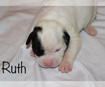 Small Photo #6 American Bulldog Puppy For Sale in MECHANICSVILLE, VA, USA