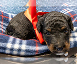 Small Photo #6 Bernedoodle (Miniature) Puppy For Sale in ROY, UT, USA