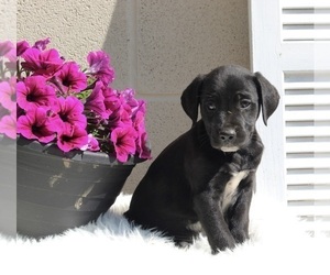 Dalmatian-English Cream Golden Retriever Mix Puppy for sale in FREDERICKSBURG, OH, USA